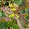 Diervilla lonicera