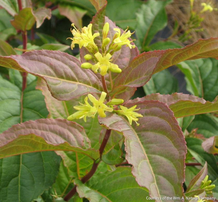 Diervilla lonicera