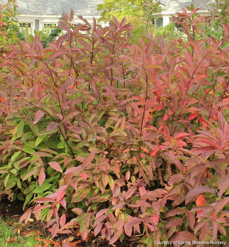 Itea v. 'Henry's Garnet'