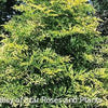 Sambucus n. Golden Tower®