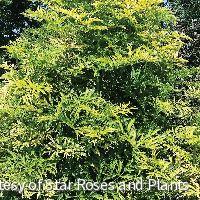 Sambucus n. Golden Tower®