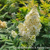 Sorbaria s. 'Sem'