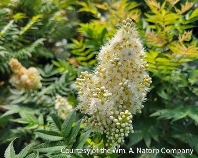 Sorbaria s. 'Sem'