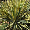 Yucca f. 'Color Guard'