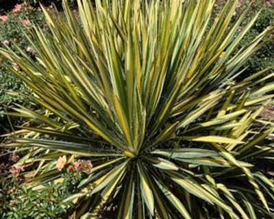 Yucca f. 'Color Guard'