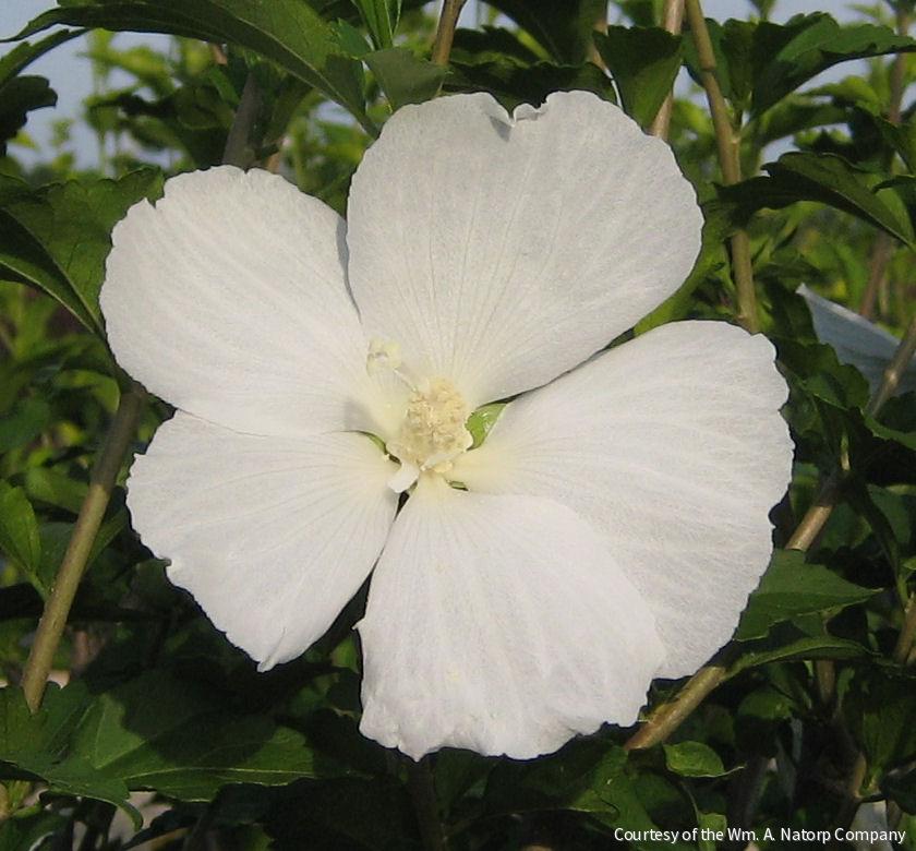 Hibiscus s. 'Diana'