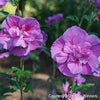 Hibiscus s. Dark Lavender Chiffon®