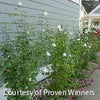 Hibiscus s. White Pillar®