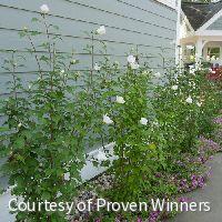 Hibiscus s. White Pillar®