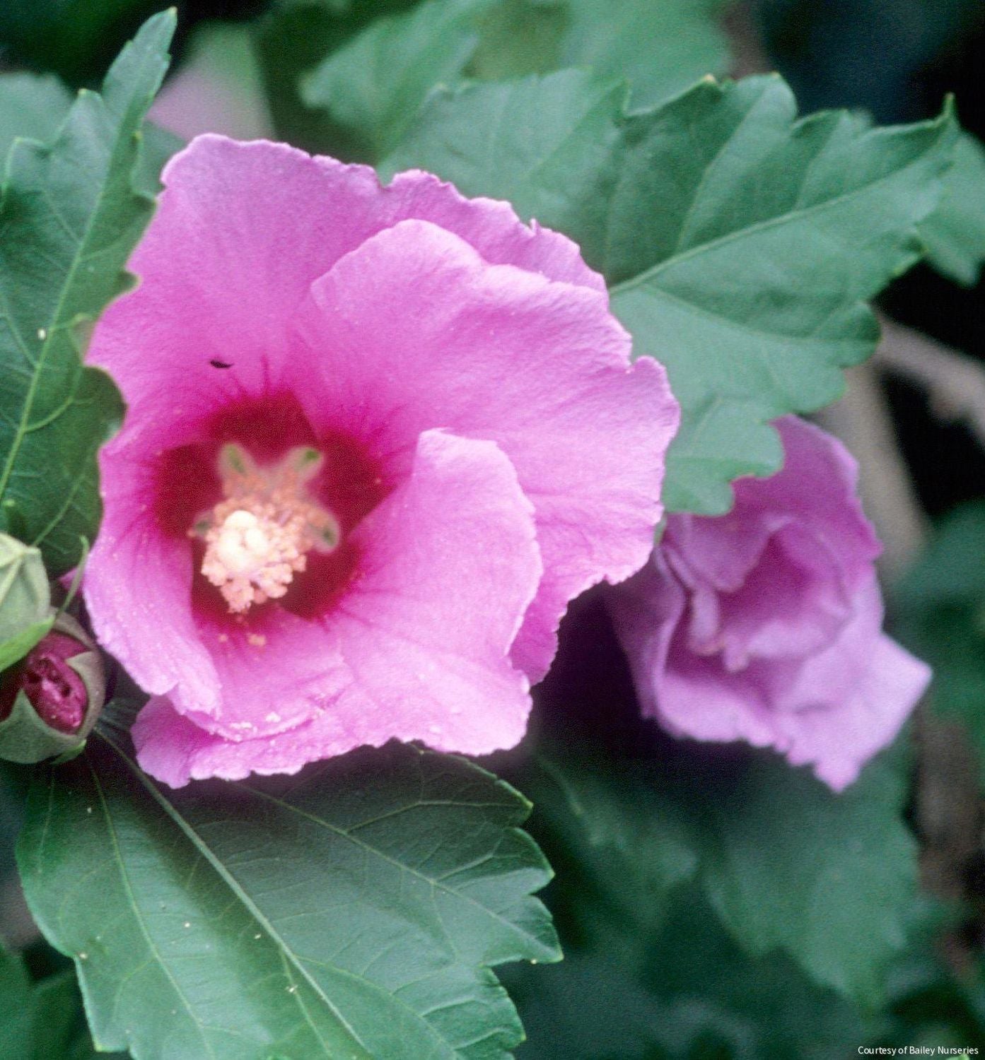 Hibiscus s. 'Minerva'