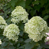 Hydrangea p. Little Lime®