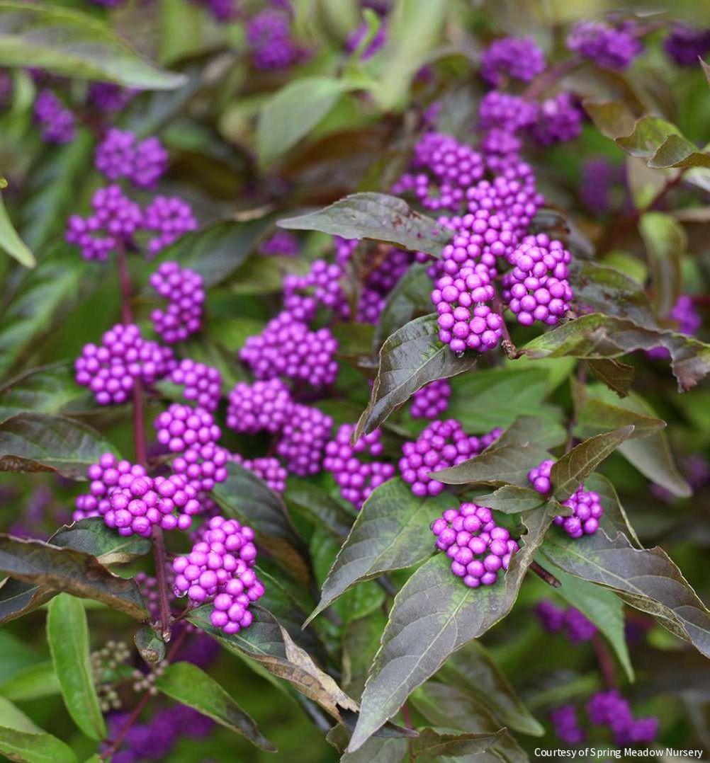 Callicarpa d. 'Early Amethyst'