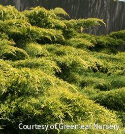 Juniperus c. 'Gold Lace'