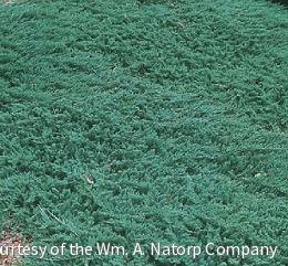 Juniperus h. 'Wiltonii'