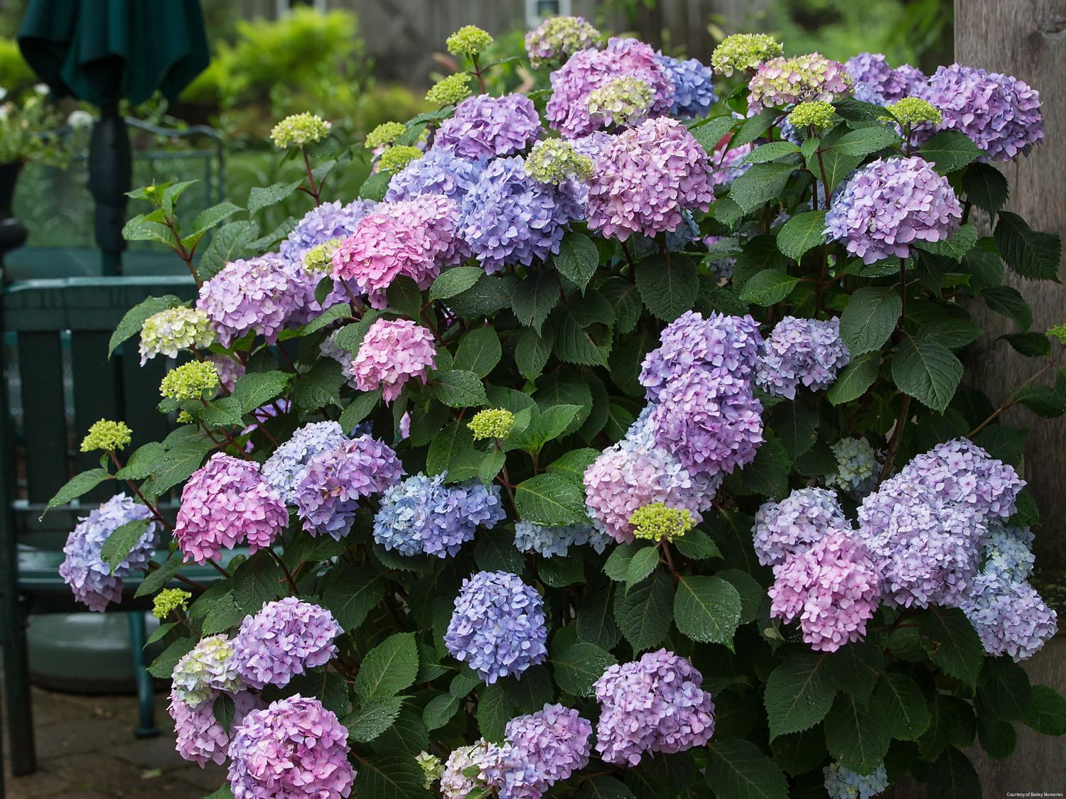 Hydrangea m. Bloomstruck®