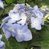 Hydrangea m. Twist-n-Shout®