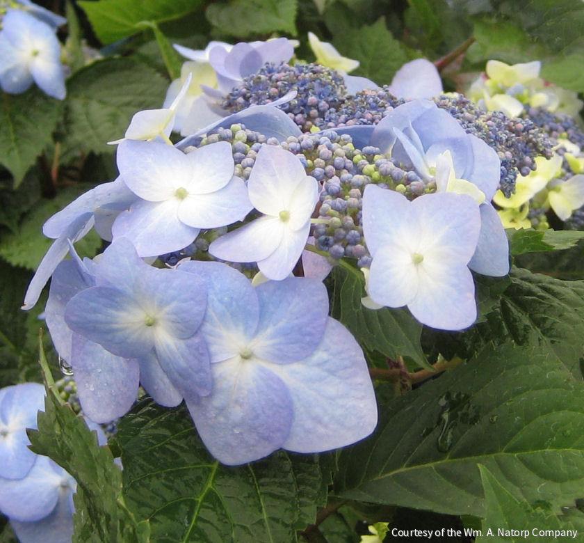 Hydrangea m. Twist-n-Shout®