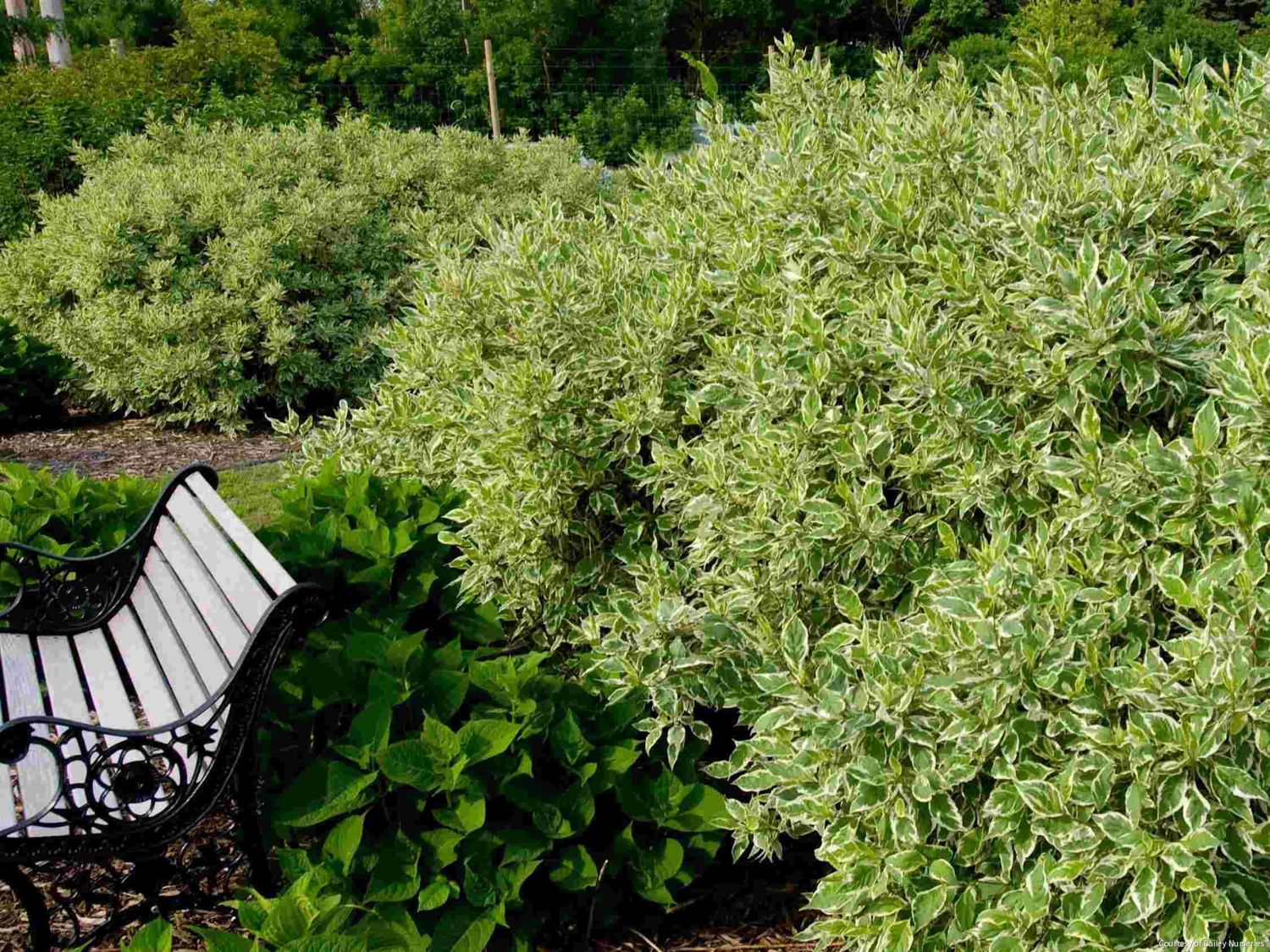 Cornus a. 'Bailhalo' Ivory Halo®