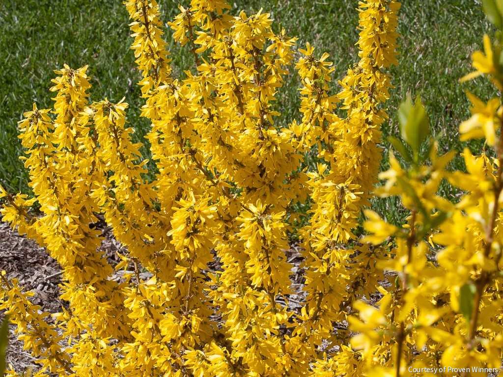Forsythia Show Off® Sugar Baby®