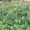 Rhus aromatica 'Gro-Low'
