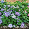 Hydrangea m. Let's Dance Sky View®