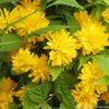 Kerria j. 'Pleniflora'