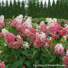 Hydrangea p. Pinky Winky Prime®