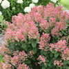 Hydrangea p. Little Quick Fire®
