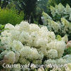 Hydrangea p. Puffer Fish™