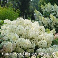 Hydrangea p. Puffer Fish™