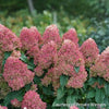 Hydrangea p. Quick Fire Fab®