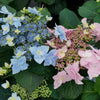 Hydrangea s. Tuff Stuff Ah-Ha®