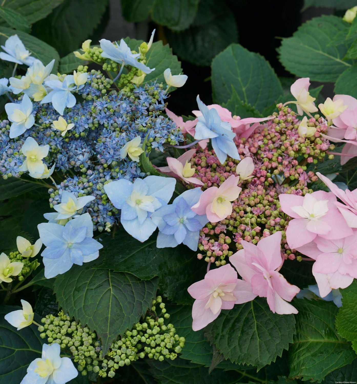 Hydrangea s. Tuff Stuff Ah-Ha®