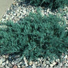 Juniperus v. 'Grey Owl'