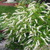 Itea v. Little Henry®
