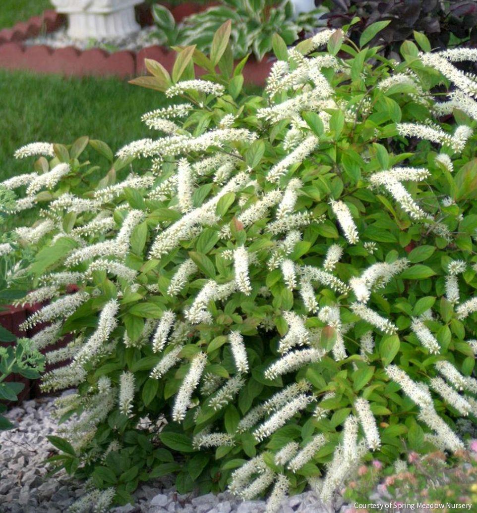 Itea v. Little Henry®