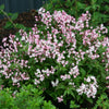 Deutzia Yuki Cherry Blossom®