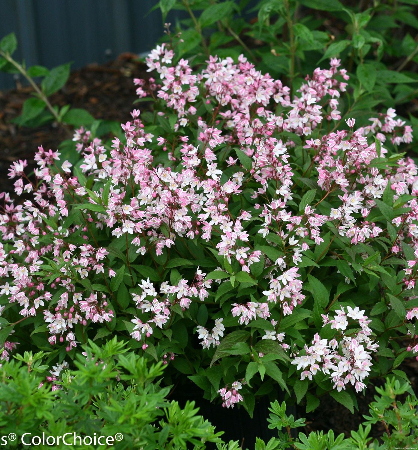 Deutzia Yuki Cherry Blossom®