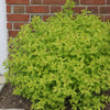 Spiraea j. 'Gold Mound' ('Goldmound')
