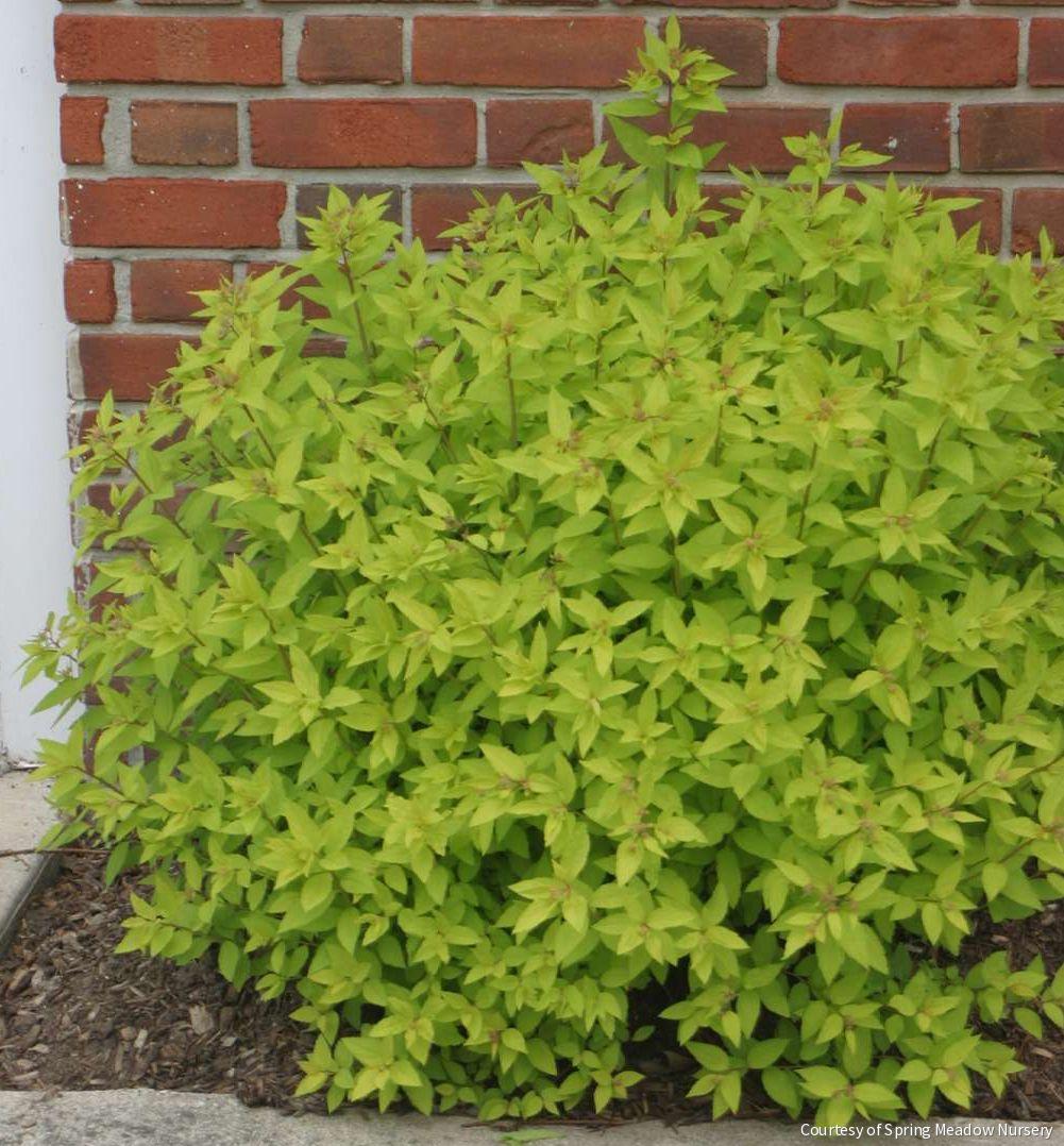 Spiraea j. 'Gold Mound' ('Goldmound')