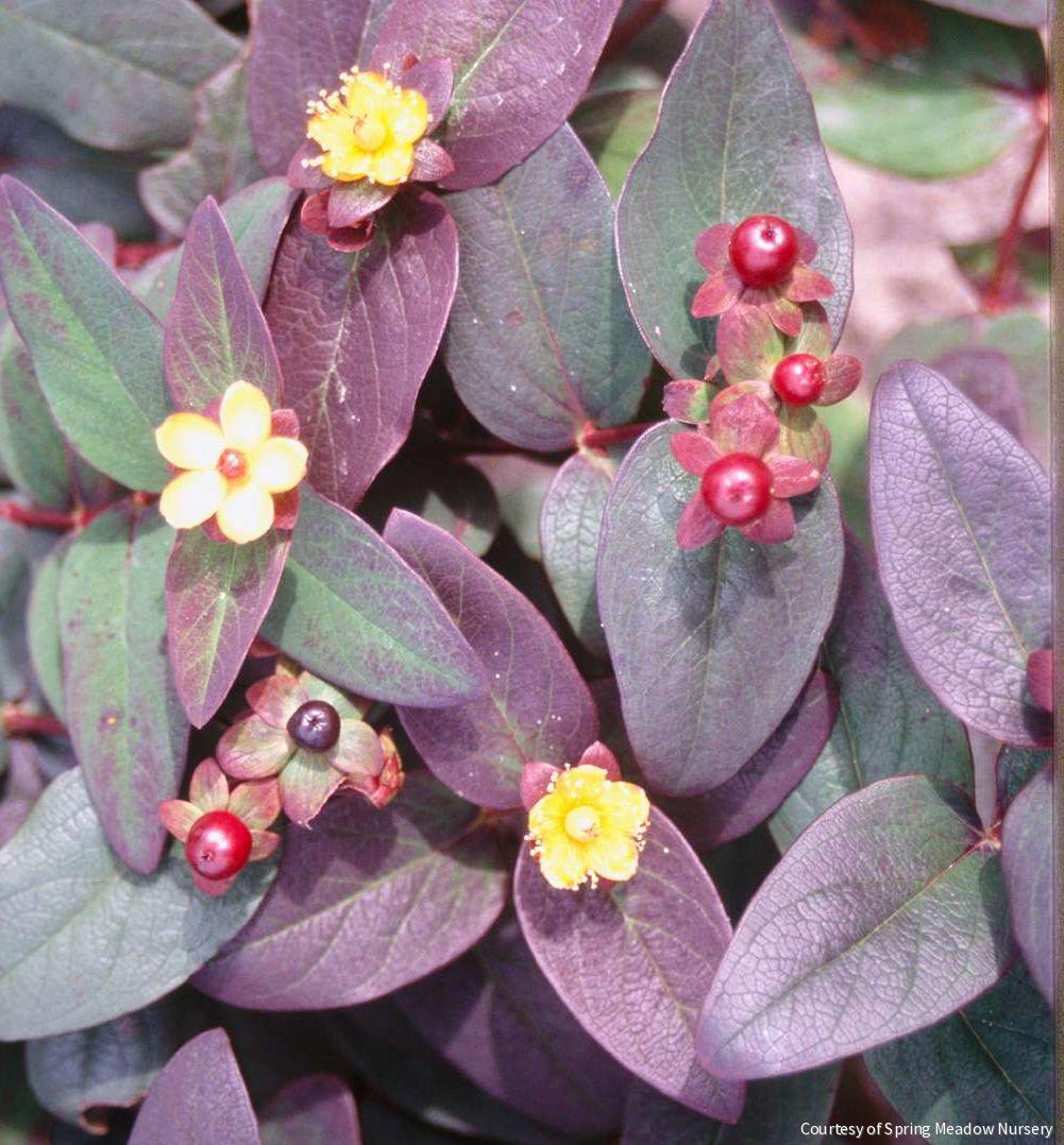 Hypericum a. 'Albury Purple'
