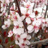 Prunus x cistena