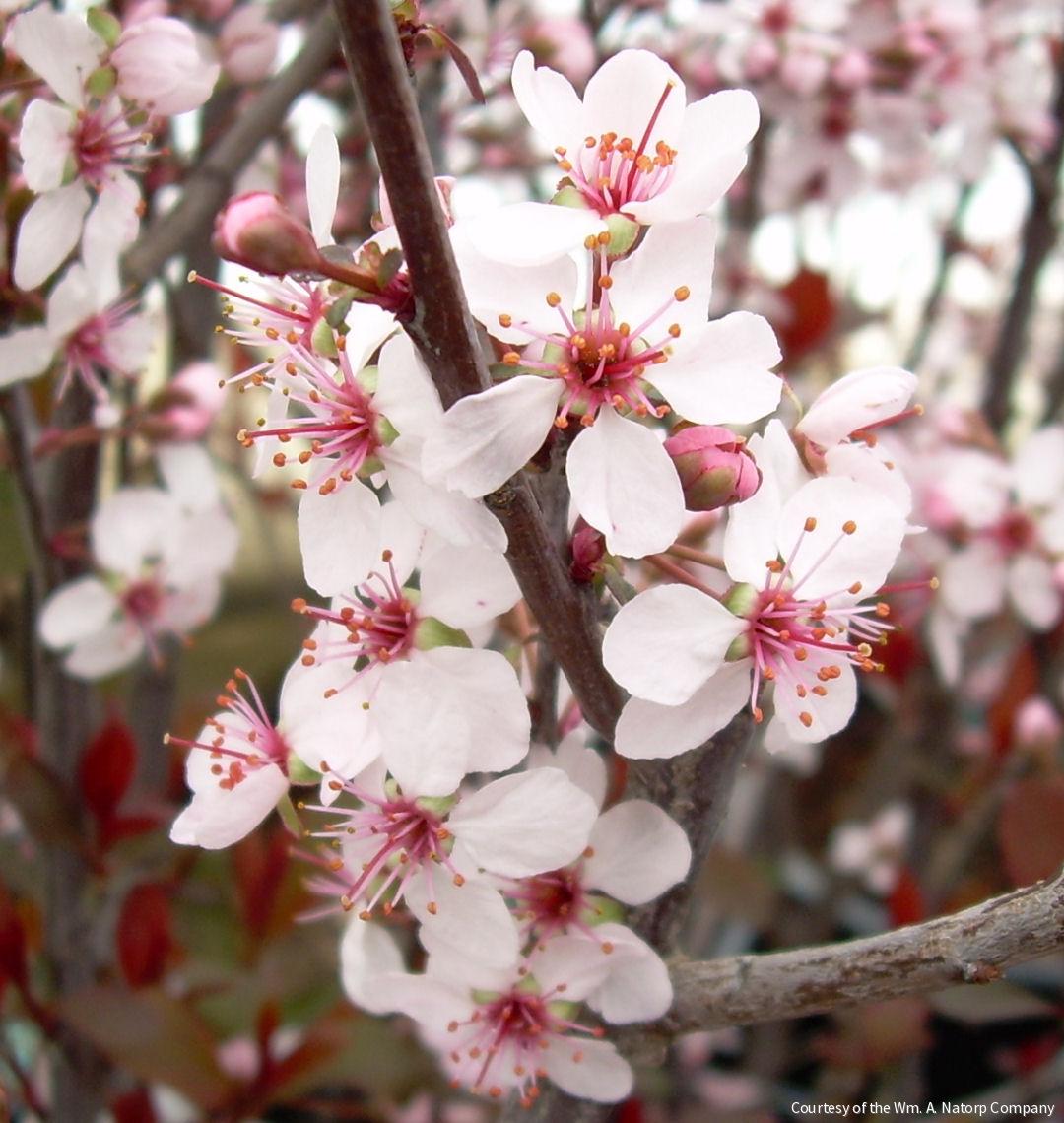 Prunus x cistena
