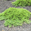 Juniperus procumbens nana