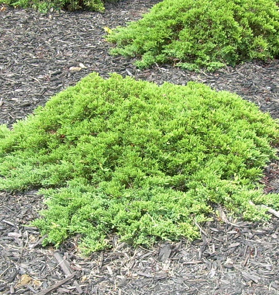 Juniperus procumbens nana