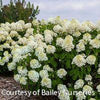 Hydrangea p. Little Hottie®