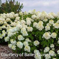 Hydrangea p. Little Hottie®