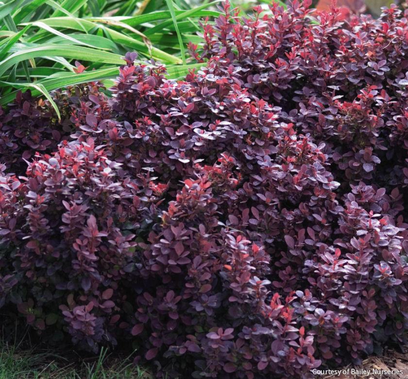 Berberis t. 'Concorde'