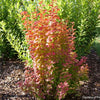 Berberis t. Sunjoy Orange Pillar™