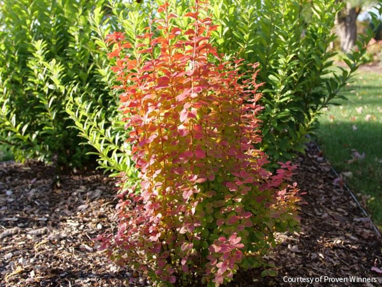 Berberis t. Sunjoy Orange Pillar™